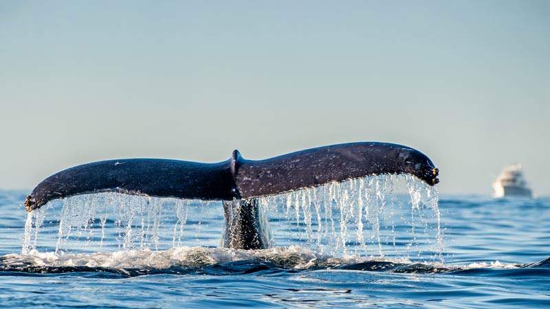 Whale tail and yacht