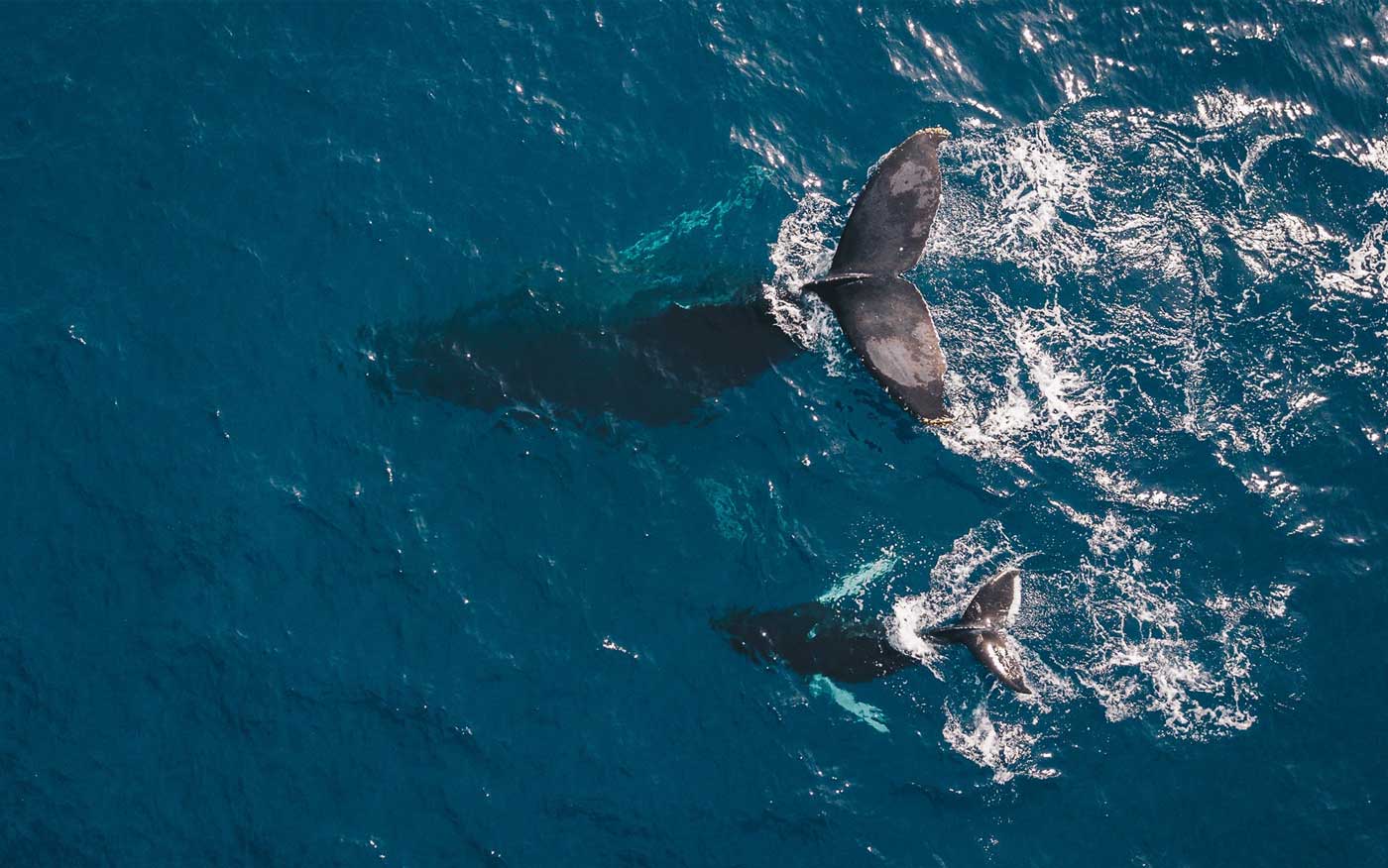 Why should the superyacht community support ocean conservation?