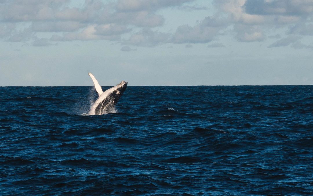 A whale in the ocean