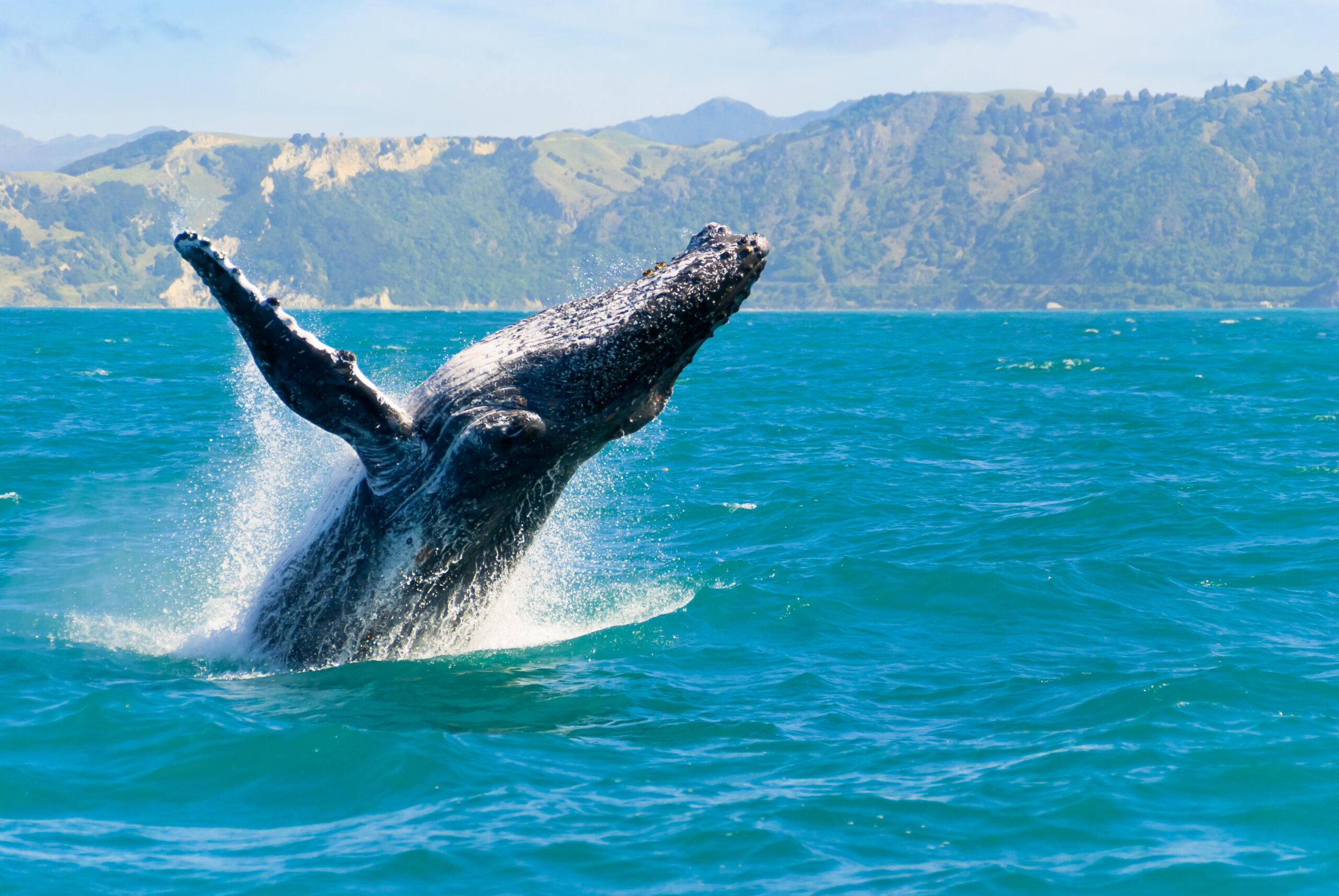 Science & Stewardship Meet for Ocean Protection in Upcoming IMMA Webinar