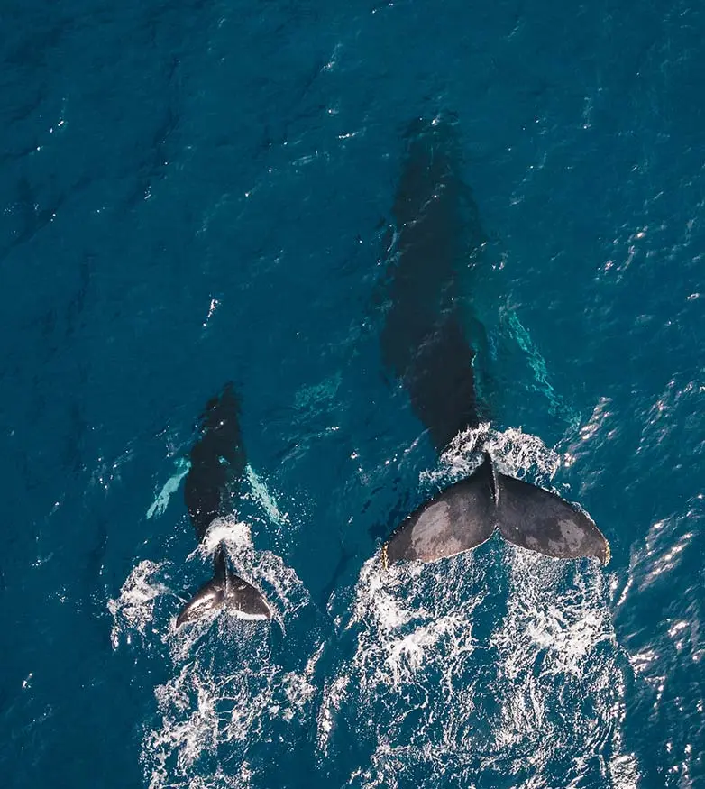 Whales-1