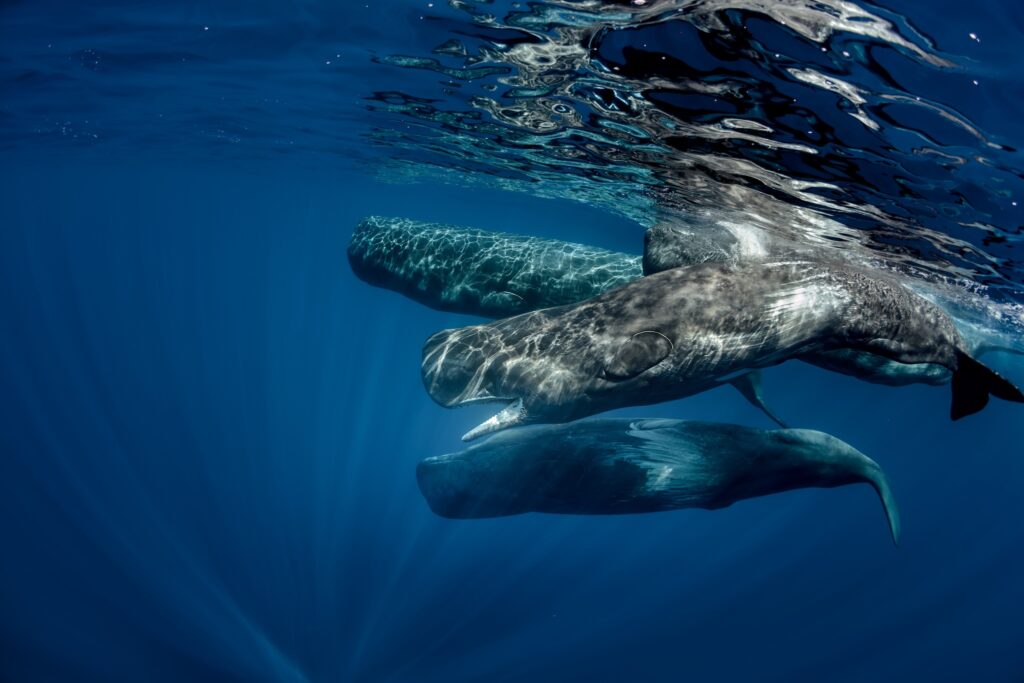 Important Marine Mammals Areas